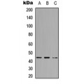 LifeSab™ SUPT3H Rabbit pAb (50 µl)