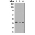 LifeSab™ CD134 Rabbit pAb (50 µl)