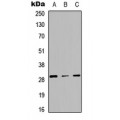 LifeSab™ CD134 Rabbit pAb (50 µl)