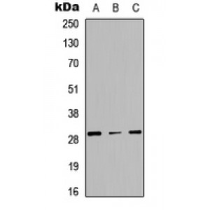 LifeSab™ CD134 Rabbit pAb (50 µl)