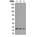 LifeSab™ CD253 Rabbit pAb (50 µl)