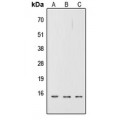 LifeSab™ CD252 Rabbit pAb (50 µl)