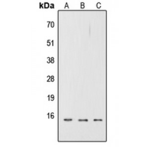 LifeSab™ CD252 Rabbit pAb (50 µl)