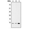 LifeSab™ CD252 Rabbit pAb (50 µl)