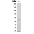 LifeSab™ p53 (AcK381) Rabbit pAb (50 µl)