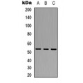 LifeSab™ TRIM38 Rabbit pAb (50 µl)