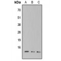 LifeSab™ XCL1 Rabbit pAb (50 µl)