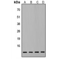 LifeSab™ ATP5L2 Rabbit pAb (50 µl)