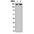 LifeSab™ Separase Rabbit pAb (50 µl)