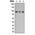 LifeSab™ Filaggrin Rabbit pAb (50 µl)