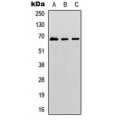 LifeSab™ GBP1 Rabbit pAb (50 µl)