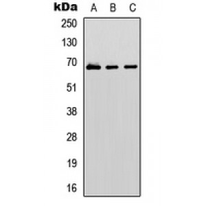 LifeSab™ GBP1 Rabbit pAb (50 µl)