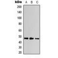 LifeSab™ Kir2.1 Rabbit pAb (50 µl)