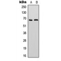 LifeSab™ SHPTP1 Rabbit pAb (50 µl)