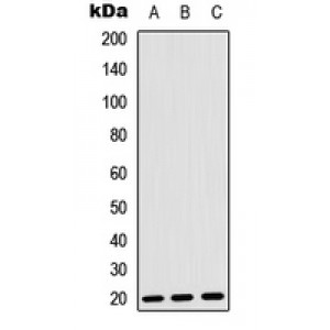 LifeSab™ FGF22 Rabbit pAb (50 µl)