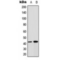 LifeSab™ Connexin 43 Rabbit pAb (50 µl)
