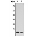 LifeSab™ Histone H4 Rabbit pAb (50 µl)