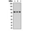 LifeSab™ KIF2C (pS95) Rabbit pAb (50 µl)
