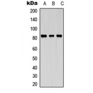 LifeSab™ KIF2C (pS95) Rabbit pAb (50 µl)