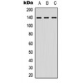 LifeSab™ NFAT3 Rabbit pAb (50 µl)
