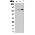 LifeSab™ NF-kappaB p105 (pS907) Rabbit pAb (50 µl)
