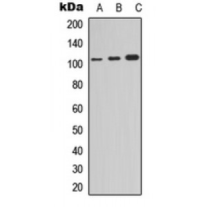 LifeSab™ NF-kappaB p105 (pS907) Rabbit pAb (50 µl)