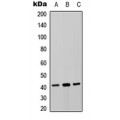 LifeSab™ P2Y8 Rabbit pAb (50 µl)