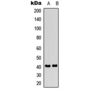 LifeSab™ IP Receptor Rabbit pAb (50 µl)