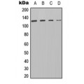 LifeSab™ PTP alpha Rabbit pAb (50 µl)