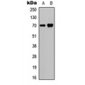 LifeSab™ SPHK2 (pT614) Rabbit pAb (50 µl)