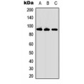 LifeSab™ ARPP21 Rabbit pAb (50 µl)