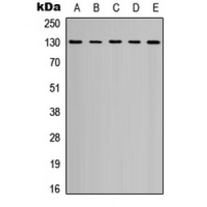 LifeSab™ CD31 Rabbit pAb (50 µl)