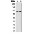 LifeSab™ MSK1 Rabbit pAb (50 µl)