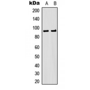 LifeSab™ MSK1 Rabbit pAb (50 µl)