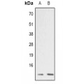 LifeSab™ ATP5I Rabbit pAb (50 µl)