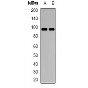 LifeSab™ DMGDH Rabbit pAb (50 µl)