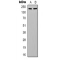 LifeSab™ Myosin 14 Rabbit pAb (50 µl)