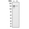 LifeSab™ SHIP2 Rabbit pAb (50 µl)
