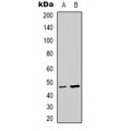 LifeSab™ p47 phox (pS345) Rabbit pAb (50 µl)
