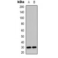LifeSab™ MMTAG2 Rabbit pAb (50 µl)