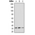 LifeSab™ OUTB1 Rabbit pAb (50 µl)