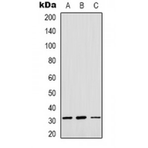 LifeSab™ OUTB1 Rabbit pAb (50 µl)