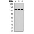 LifeSab™ COP1 (pS387) Rabbit pAb (50 µl)