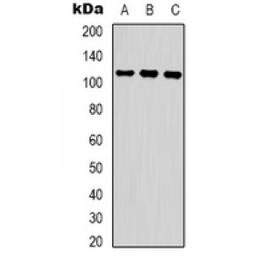 LifeSab™ COP1 (pS387) Rabbit pAb (50 µl)