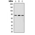 LifeSab™ FOXK1 Rabbit pAb (50 µl)