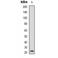 LifeSab™ BCA3 Rabbit pAb (50 µl)