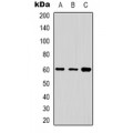 LifeSab™ Cytochrome P450 24A1 Rabbit pAb (50 µl)