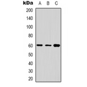 LifeSab™ Cytochrome P450 24A1 Rabbit pAb (50 µl)