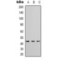 LifeSab™ CADM3 Rabbit pAb (50 µl)