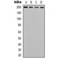 LifeSab™ Laminin beta 2 Rabbit pAb (50 µl)
